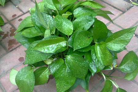 水培绿萝能长大吗