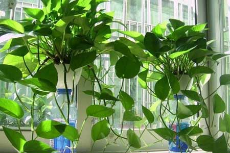 水培绿萝能长大吗