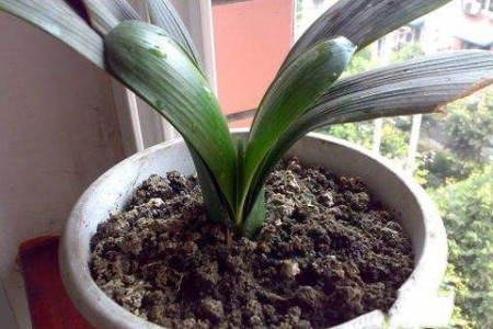 君子兰冬天怎么浇水