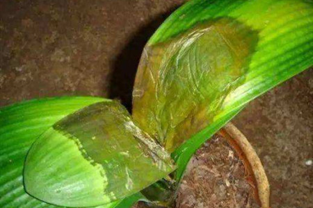 君子兰冬天怎么浇水