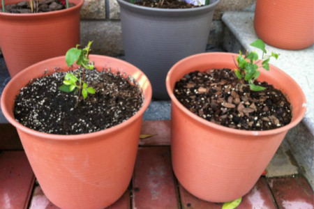 种植铁线莲的最佳时间