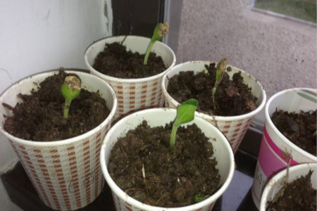 种植铁线莲的最佳时间