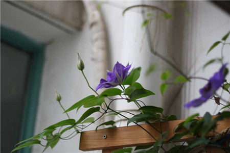 种植铁线莲的最佳时间