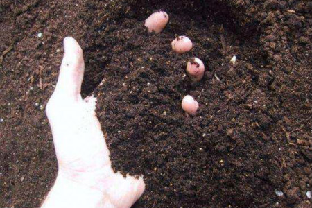 一叶兰用什么土养