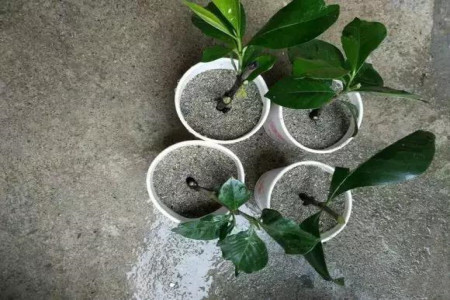 秋天栀子花能插活吗