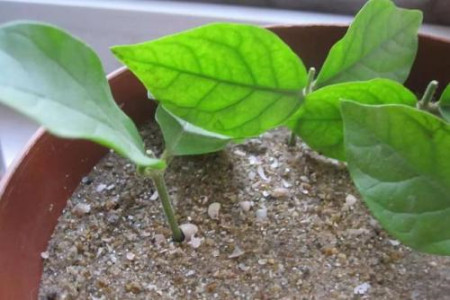 秋天栀子花能插活吗