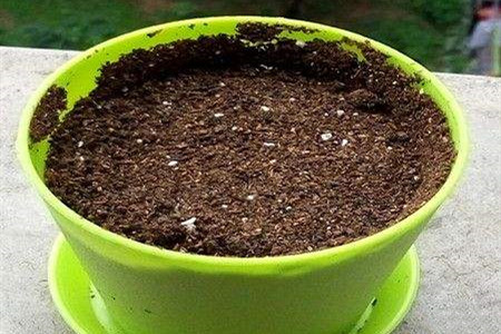 秋天栀子花能插活吗