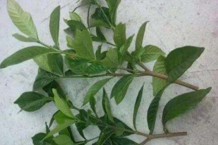 秋天栀子花能插活吗