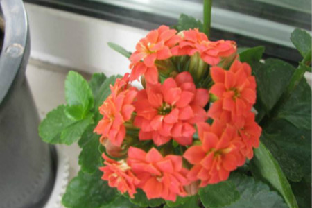 长寿花怎么过冬