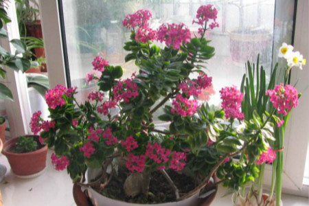 长寿花怎么过冬