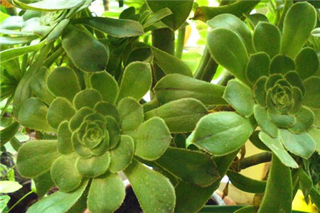 绿法师掉叶子解决办法