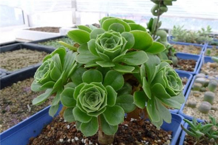 绿法师掉叶子解决办法