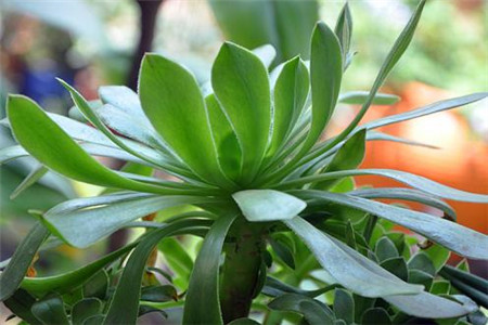 绿法师掉叶子解决办法