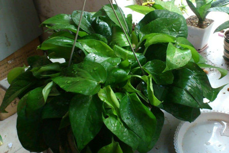 绿航绿萝多长浇一次水