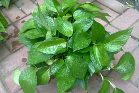 绿航绿萝多长浇一次水