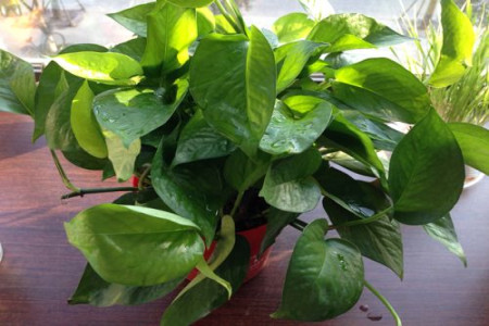 绿航绿萝多长浇一次水