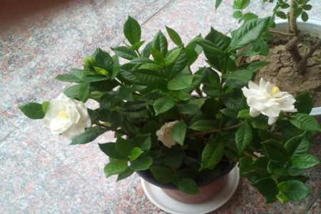 盆栽栀子花一年开几次花