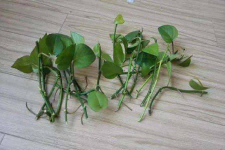 水培绿萝快速生根办法