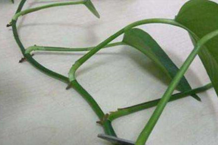 水培绿萝快速生根办法