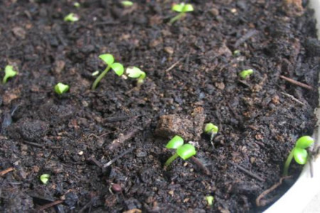 盆栽满天星怎么种植