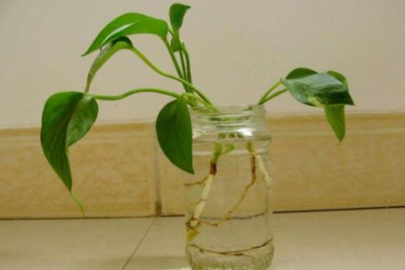 水培绿萝快速生根办法