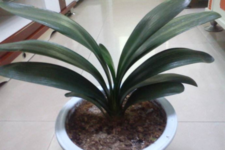 君子兰冬天几度冻死