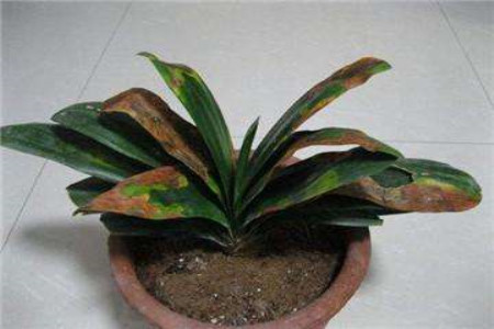 君子兰冬天几度冻死