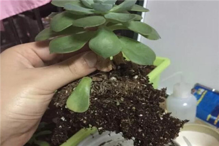 冬天怎么给多肉换盆