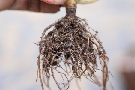 冬天怎么给多肉换盆