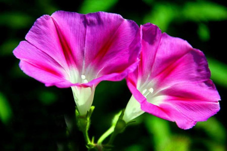 牵牛花怎么过冬