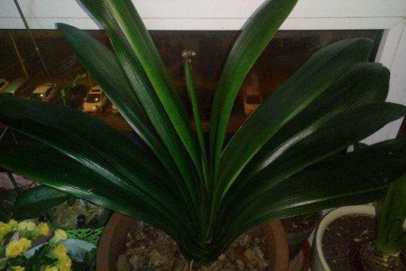 君子兰冬天几度冻死