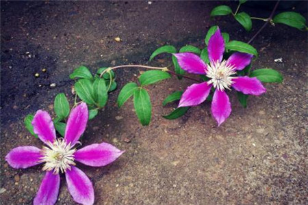 铁线莲能用饼肥吗