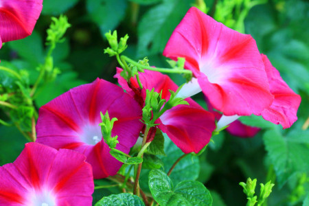 牵牛花怎么过冬