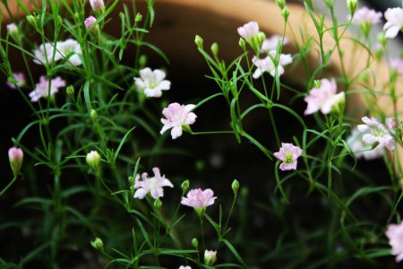 满天星多长浇一次水