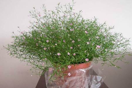 满天星多长浇一次水