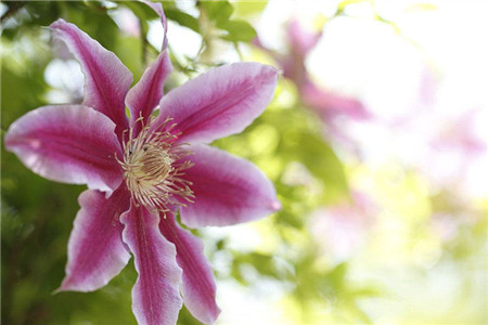 铁线莲小苗多长开花