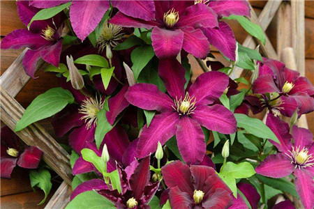 铁线莲小苗多长开花