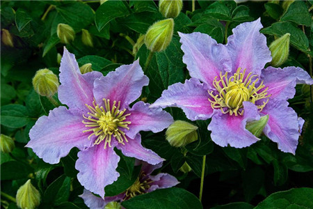 铁线莲小苗多长开花