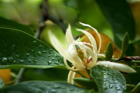 白兰花怎么过冬