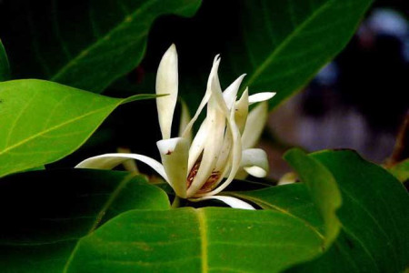 白兰花怎么过冬