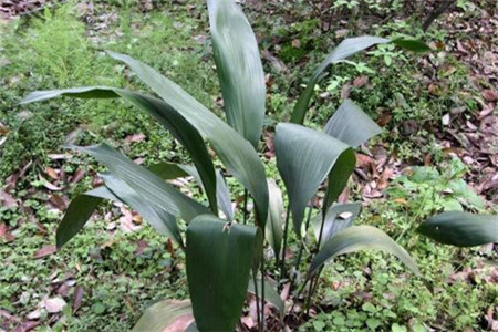 一叶兰的种植办法