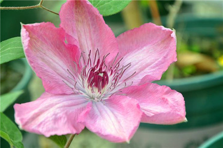 铁线莲1年能开几次花