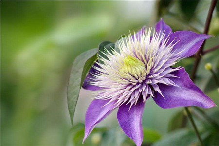 铁线莲1年能开几次花