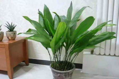 一叶兰什么时候换盆