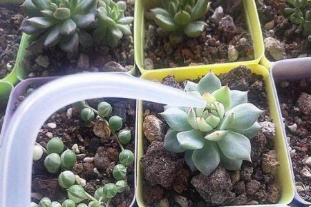 多肉几天浇一次水