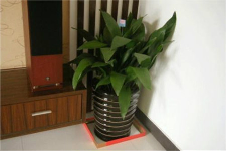 一叶兰什么时候换盆