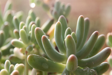 多肉几天浇一次水