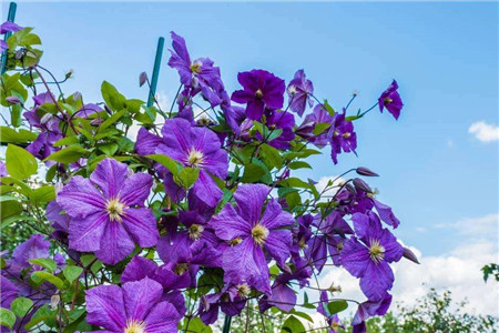 铁线莲怎么搭架子