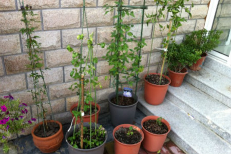 铁线莲怎么搭架子