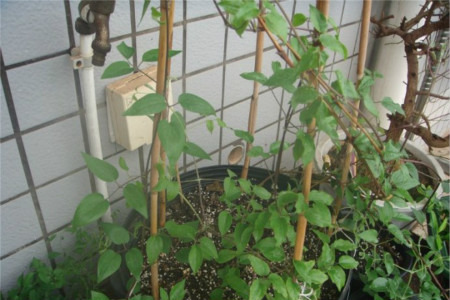 铁线莲怎么搭架子
